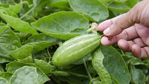 Growing Pointed Gourd 2