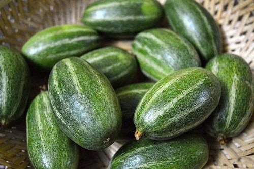 Growing Pointed Gourd