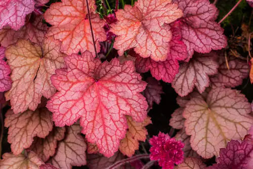 best Different Types of Heucheras