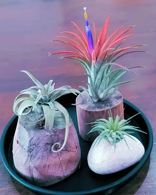 Air Plants in wooden