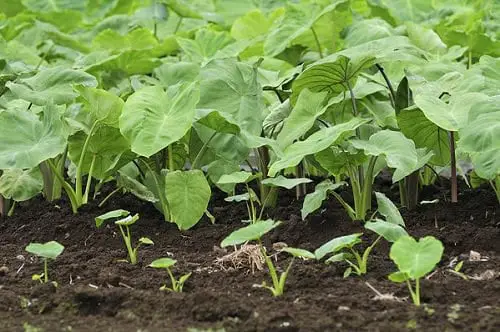 Vegetables that Grow Underground-Taro