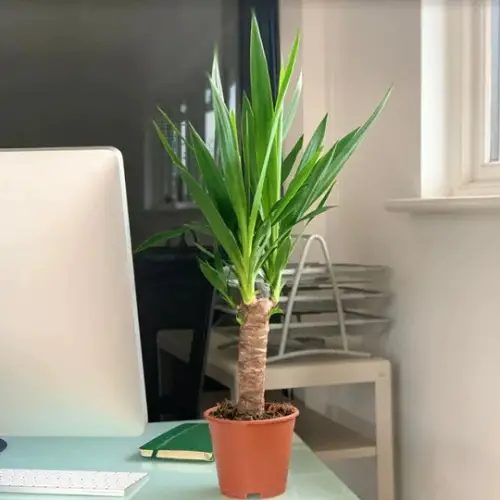 beautiful Large Houseplants