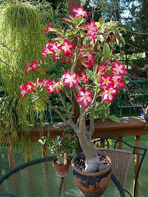 Best Large Indoor Plants-Desert Rose