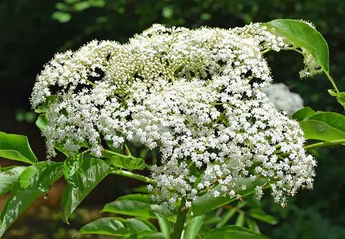 Types of White Flowers