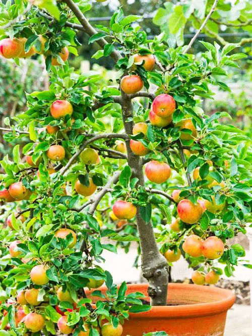 Fruits You Can Grow in Balcony