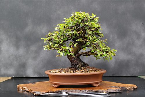 Best Indoor Bonsai Trees for Beginners 1