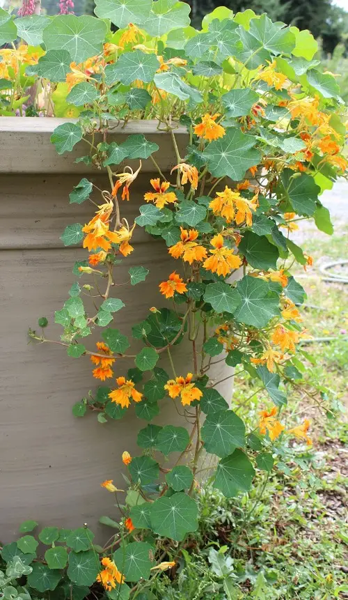 Best Trailing Foliage Plants