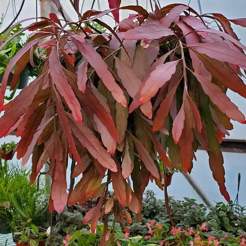Best Trailing Foliage Plants