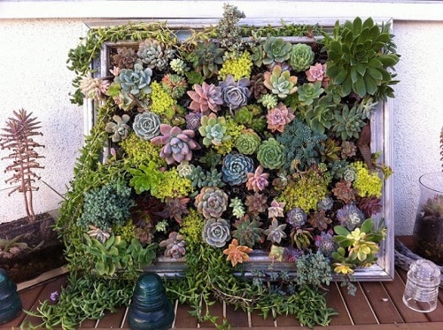 Best Selfie Plants to Grow Indoors