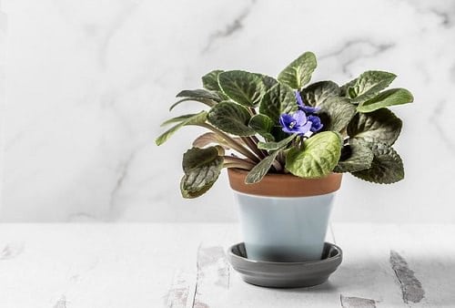 Most Popular Houseplants 6