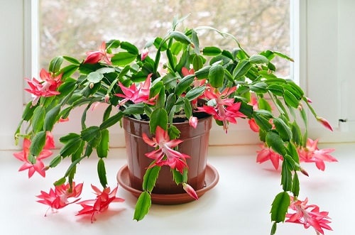 Most Oxygen Producing Houseplants 4