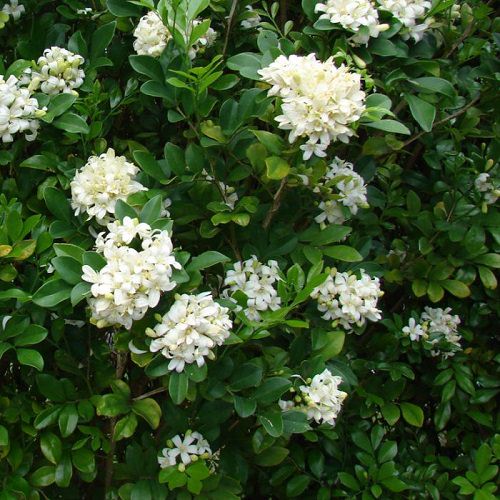 Top White Flower Types for garden 