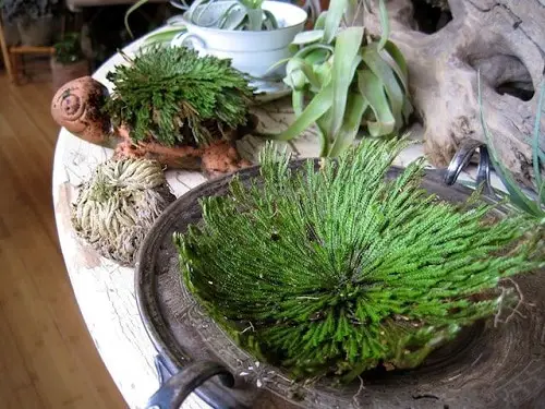Unique Indoor Plants