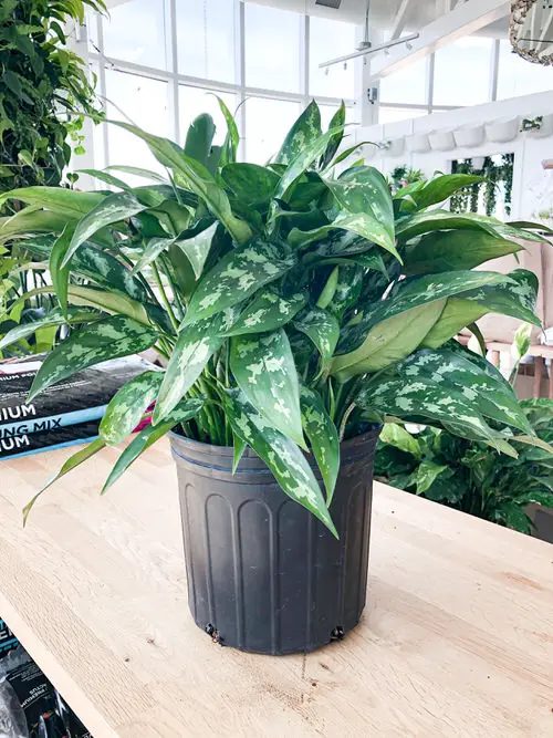 Aglaonema Varieties-Maria