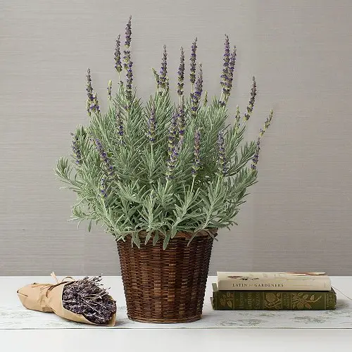 Good Luck Plants that Can Make You Lucky 5