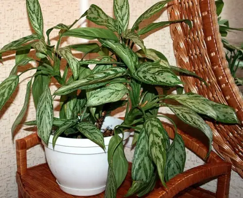 Best Aglaonema Varieties 7