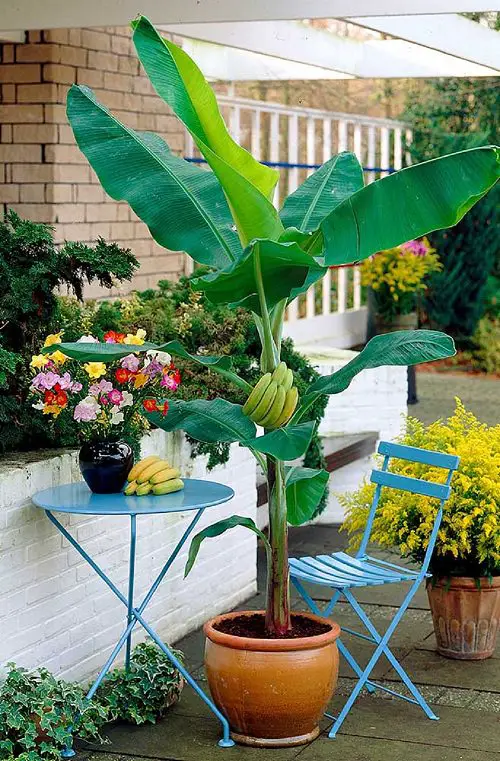 Fruits You Can Grow in Balcony 6