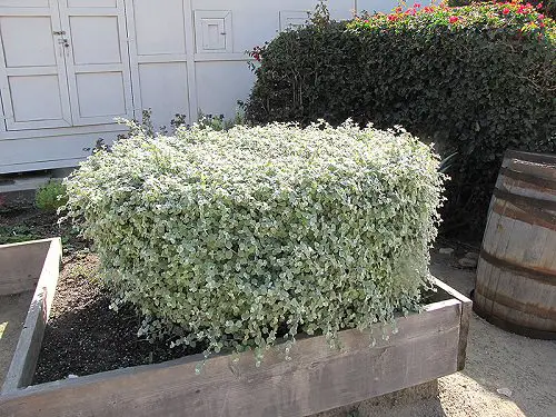 Best Trailing Foliage Plants 6