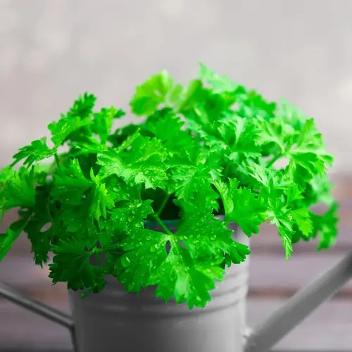 Best Herbs for Women 6