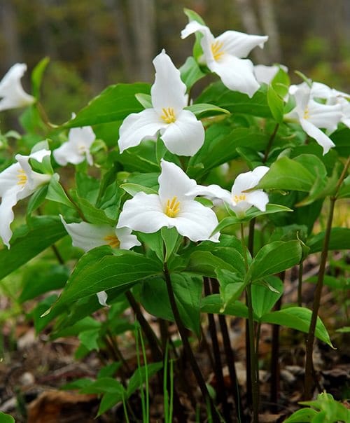 Types of Perennial White Flowers