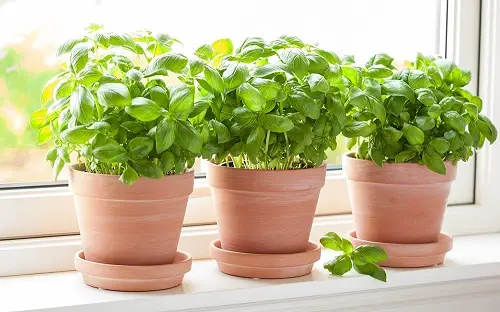 Plants that Repel Spiders 4