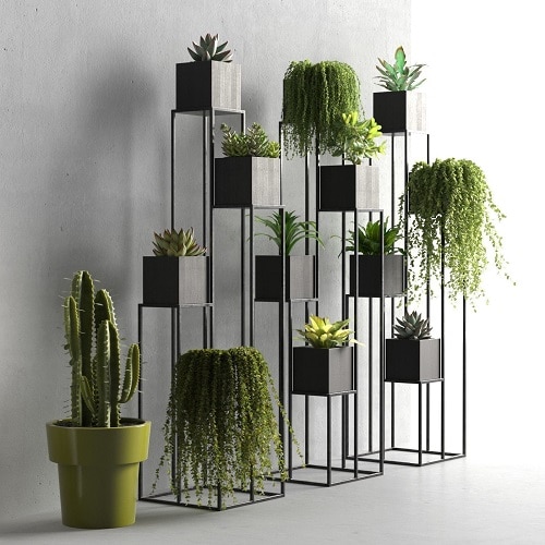 Best Selfie Plants to Grow Indoors 7
