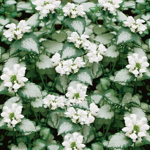 best Types of Perennial White Flowers