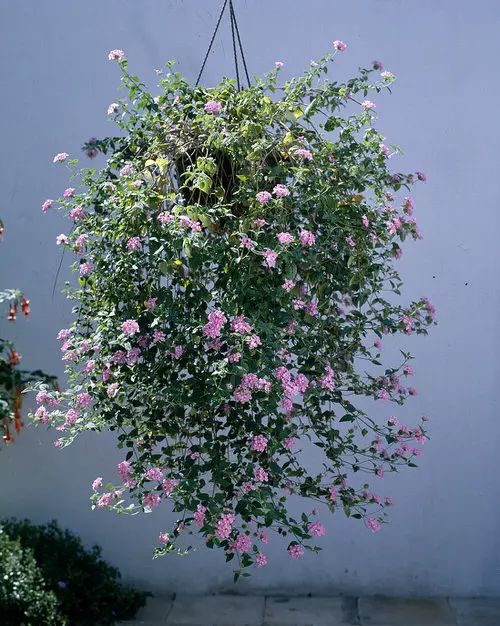 Trailing Foliage Plants 29