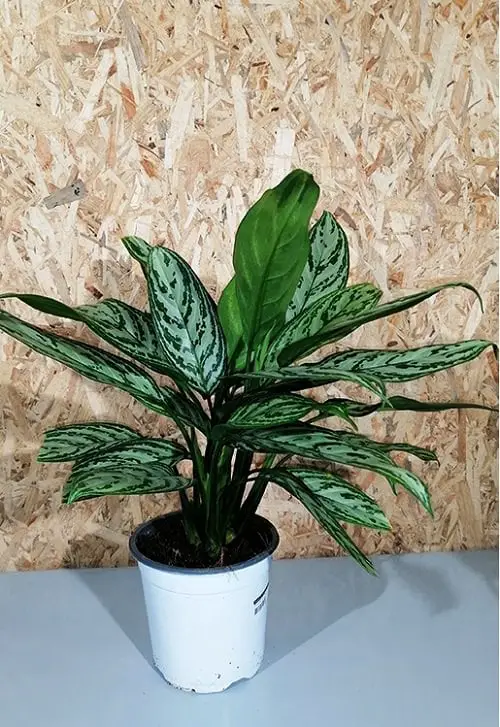 Best Aglaonema Varieties 75