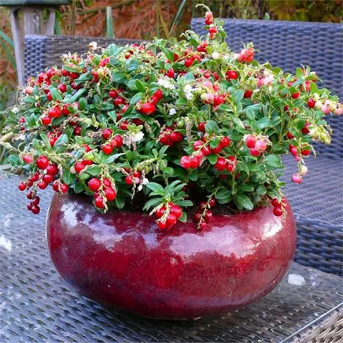 Fruits You Can Grow in Balcony 7