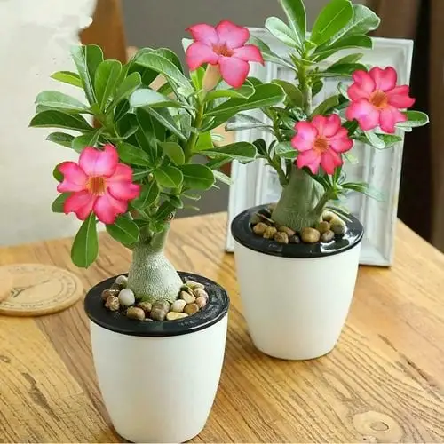 Best Indoor Bonsai Trees for Beginners 8