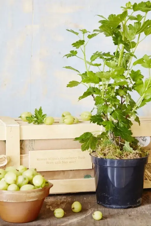 Fruits You Can Grow in Balcony 11