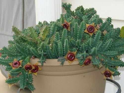 Best Indoor Cactus Plants 7