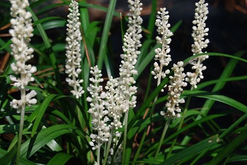 amazing Types of Perennial White Flowers