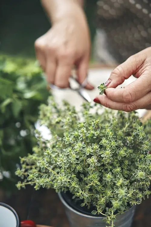 Best Herbs for Women 7