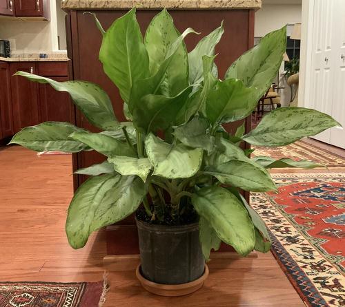Best Aglaonema Varieties 8