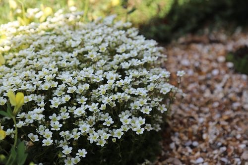 Perennial White Flowers