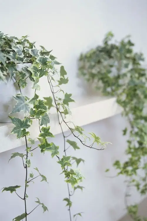 Plants for Anxiety and Depression 8