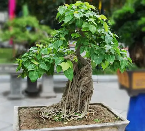 Good Luck Plants that Can Make You Lucky 7