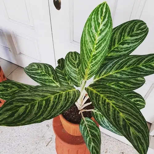 Best Aglaonema Varieties 9