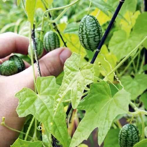Fruits You Can Grow in Balcony 8