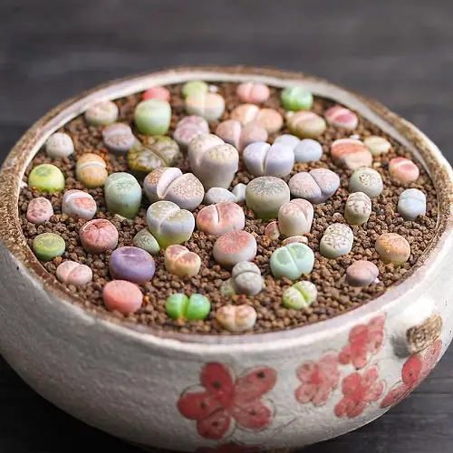 Best Indoor Cactus Plants 8