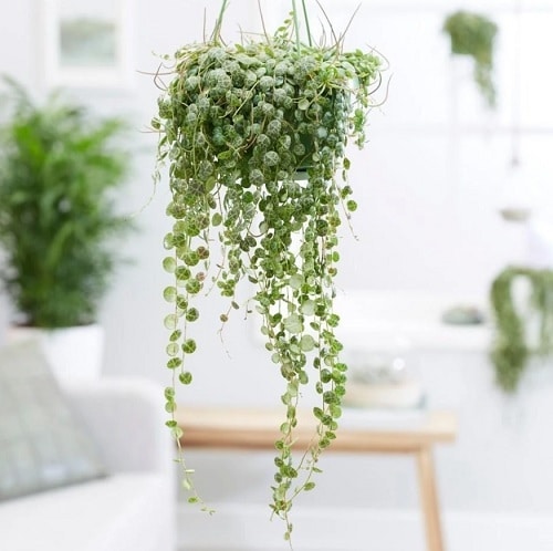 Trailing Foliage Plants 18