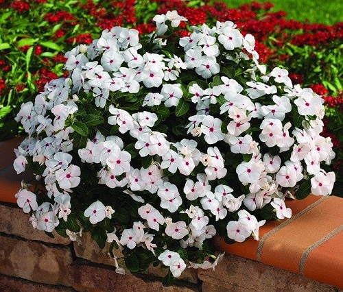 Types of Perennial White Flowers on garden