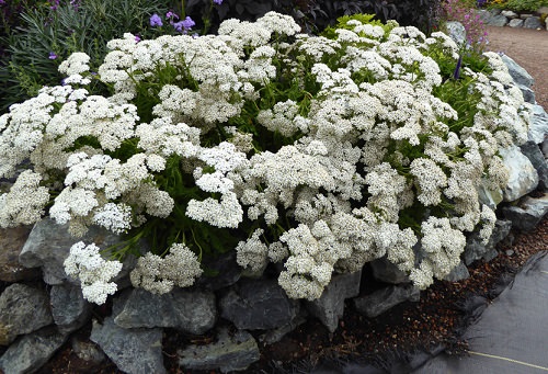 Types of White Flowers for garden 