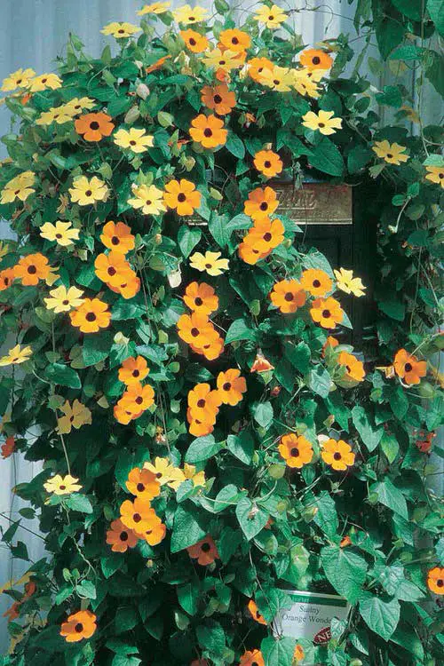 Trailing Foliage Plants 26