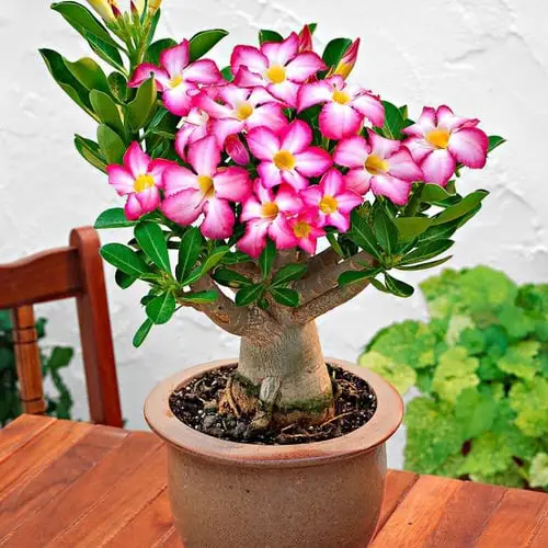 Good Luck Plants that Can Make You Lucky 8