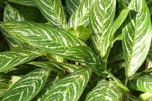 Best Aglaonema Varieties 9