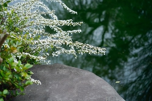 Types of Perennial White Flowers to grow in yard