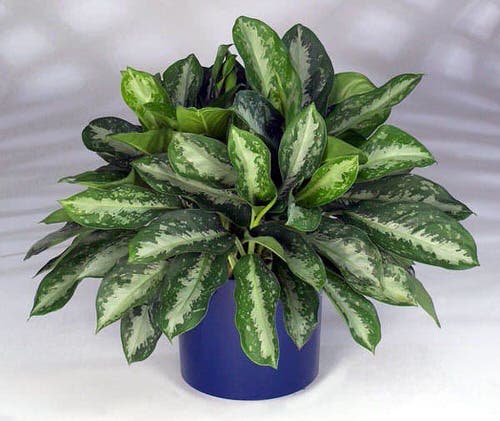 Best Aglaonema Varieties 10